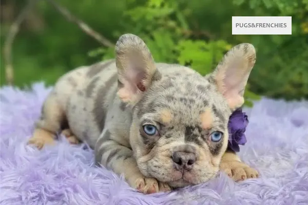 Dorothy, Lilac tan merle French Bulldog puppy (photo 1)