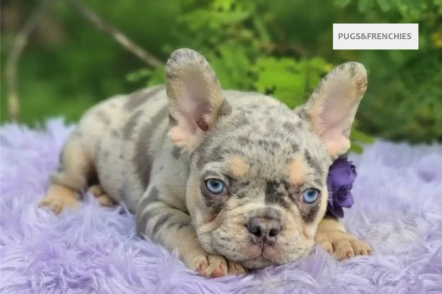 Dorothy, Lilac tan merle French Bulldog puppy (photo 1)