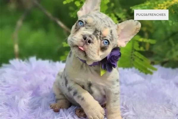 Dorothy, Lilac tan merle French Bulldog puppy (photo 4)