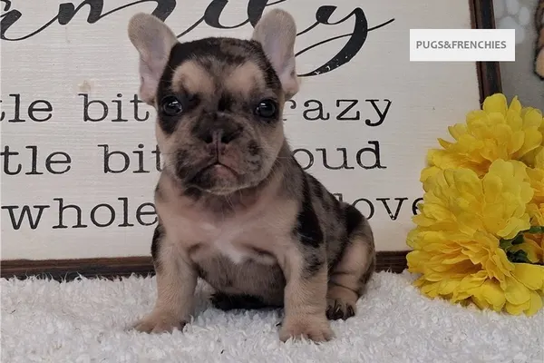 Sapphire, Black Merle and Tan French Bulldog puppy (photo 7)