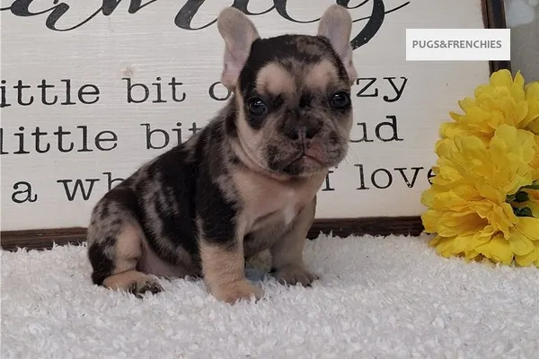 Sapphire, Black Merle and Tan French Bulldog puppy (photo 3)