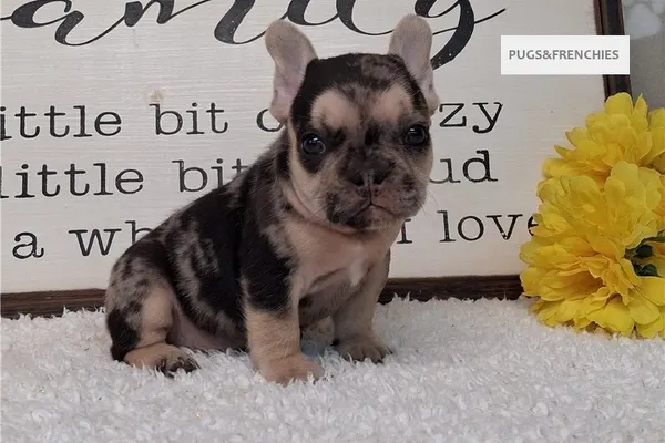 Sapphire, Black Merle and Tan French Bulldog puppy (photo 1)