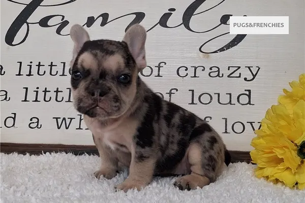 Sapphire, Black Merle and Tan French Bulldog puppy (photo 5)