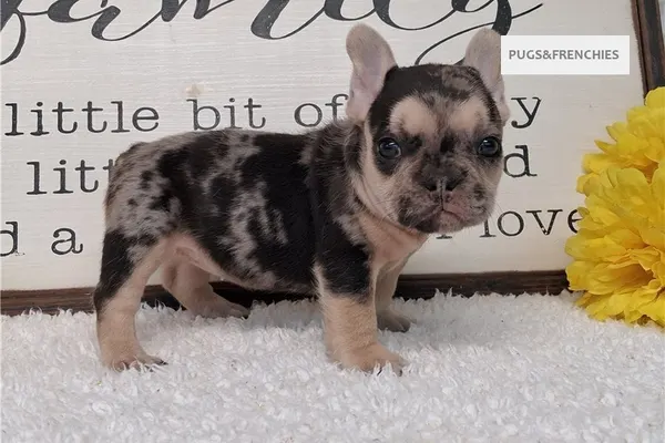 Sapphire, Black Merle and Tan French Bulldog puppy (photo 6)