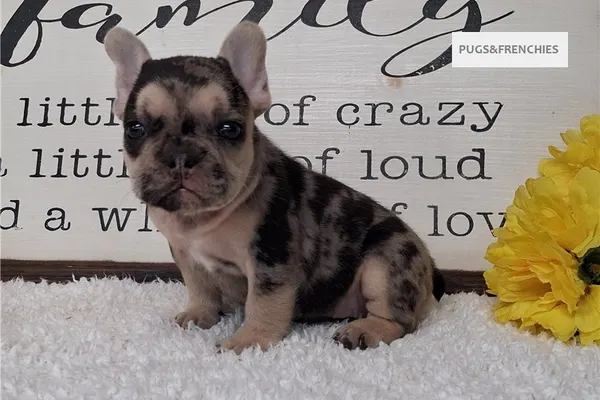 Sapphire, Black Merle and Tan French Bulldog puppy (photo 4)