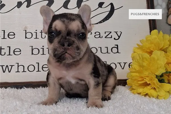 Sapphire, Black Merle and Tan French Bulldog puppy (photo 2)